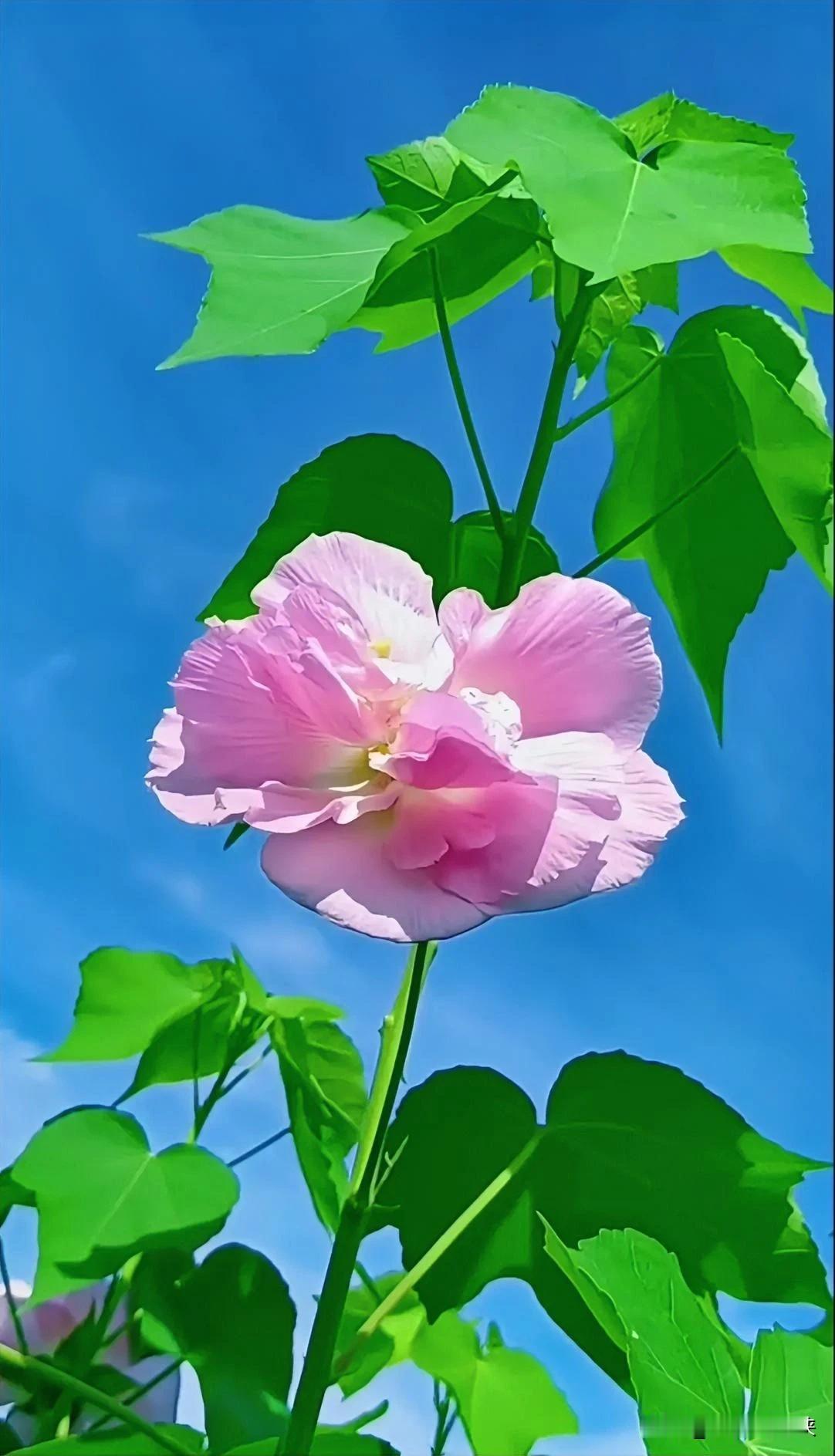 对联挑战：邀请大家快来接龙下联？
上联：一抹红粉舞蓝天，
下联：邀请[作揖][玫