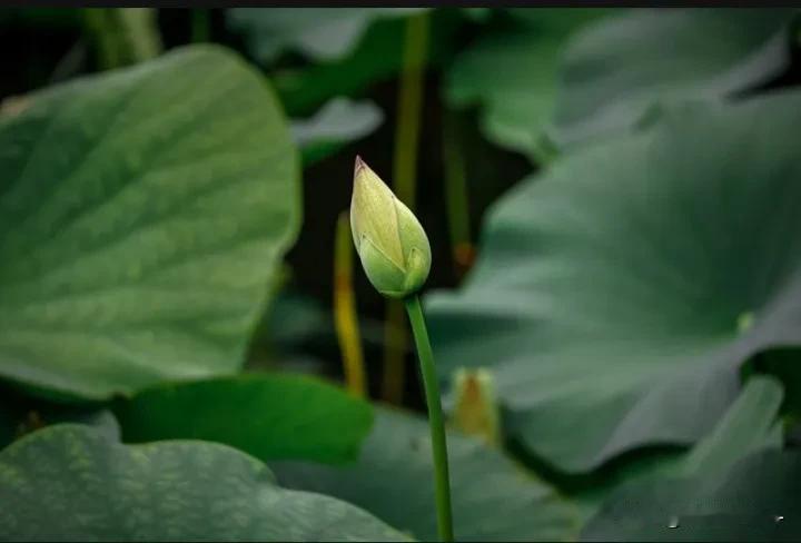 #上联：夏至绿意浓#
夏至绿意浓，
小荷露尖头。
#下联:万木争春# #＃寻找精