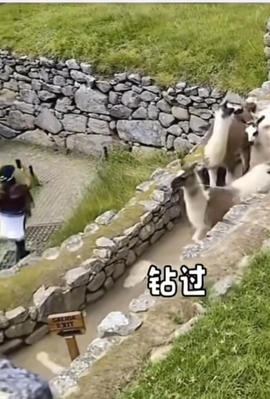 羊羊驼遇到横杆，方式各不相同：有的轻盈跃过，有的俯身钻行，有的直接移开障碍，有的