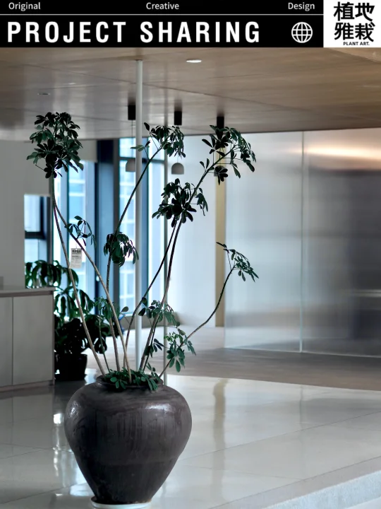 案例✿｜HCCH｜办公楼公区植物景观养护回访