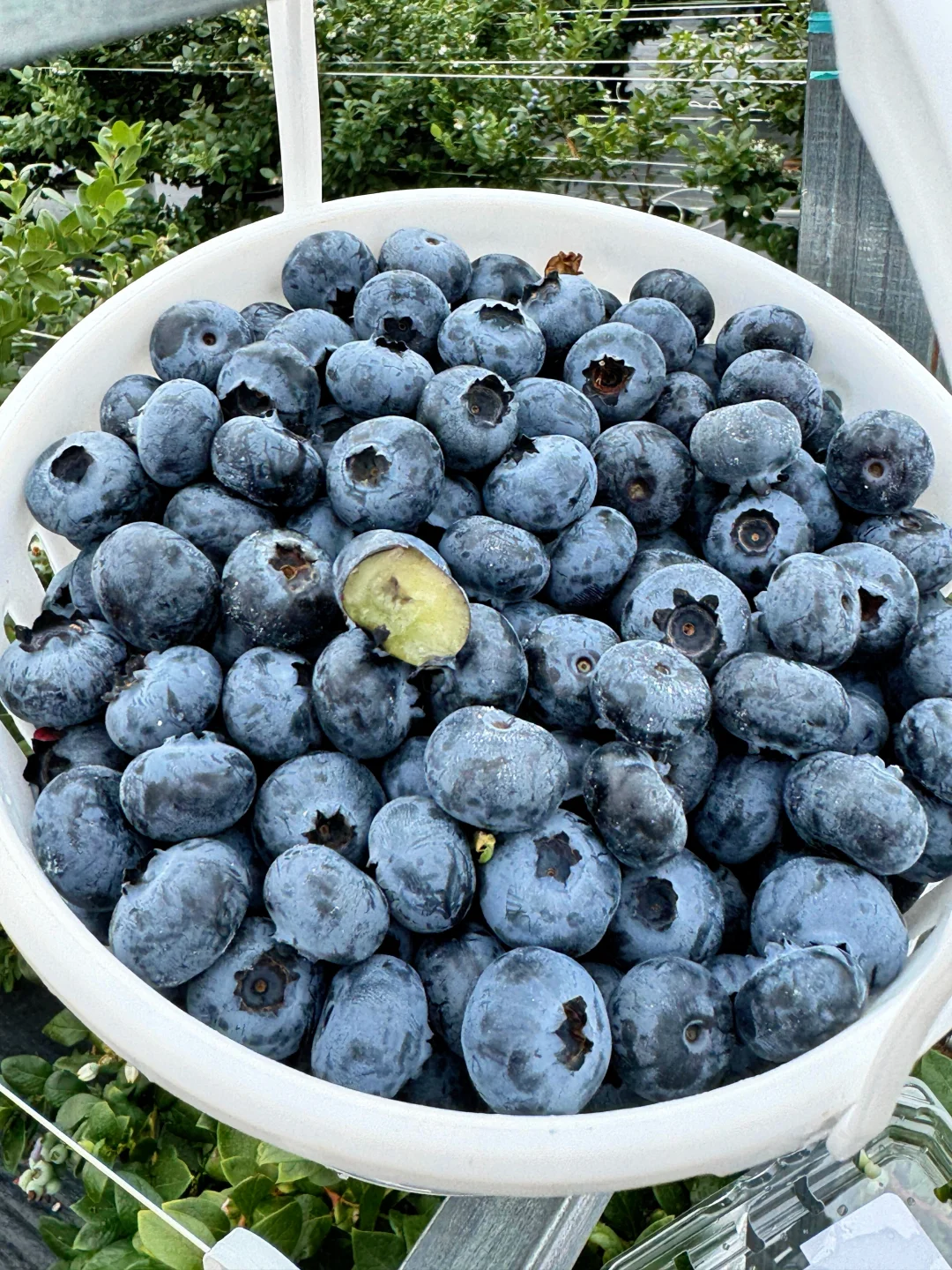 不用宣传，老顾客一直在回购的花香蓝莓！