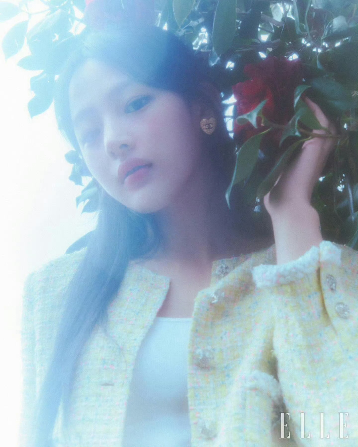 minji山茶花旧梦 