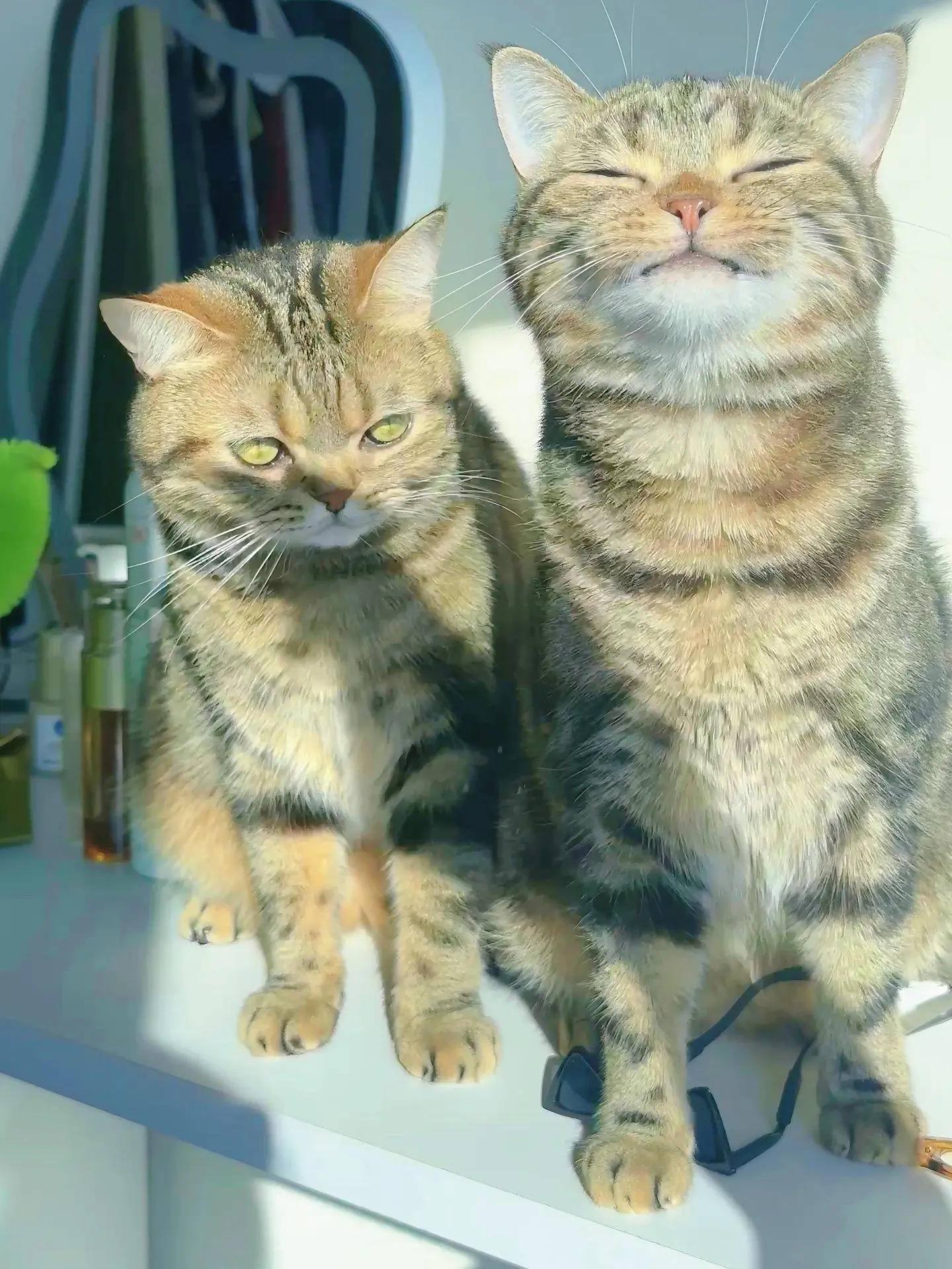 我的复制粘贴小猫！一张图证明我不止两只猫！