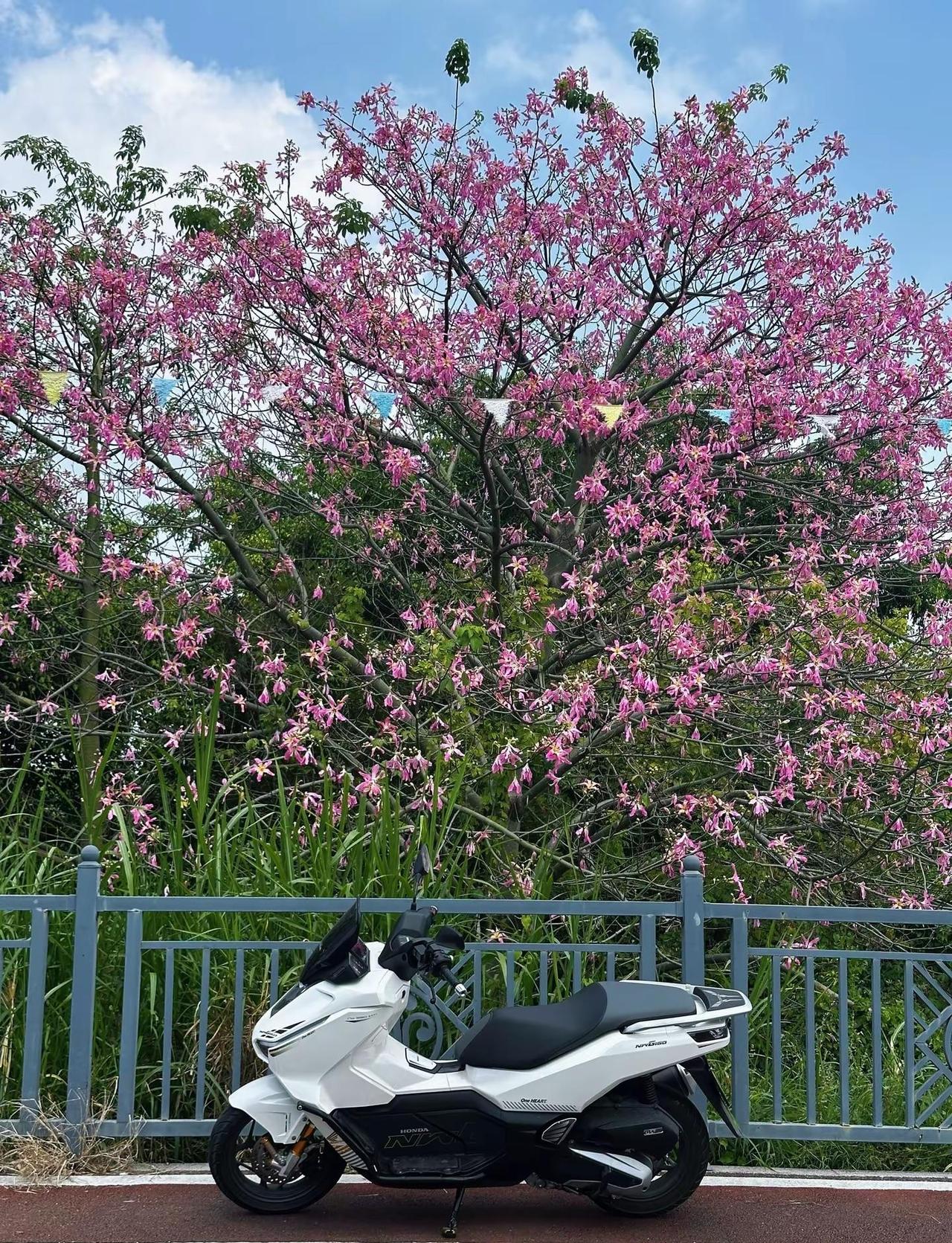 150踏板越来越多了，一万出的五羊本田NWG150还会是你的首选吗？五羊本田五羊