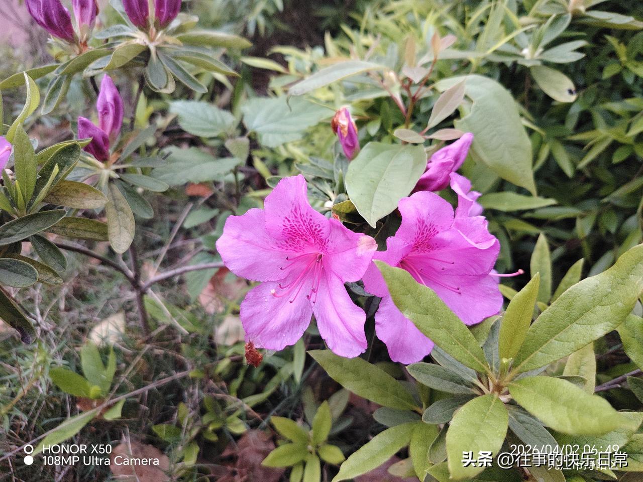 4月2日长江岸边赏花“上头条聊CBA”