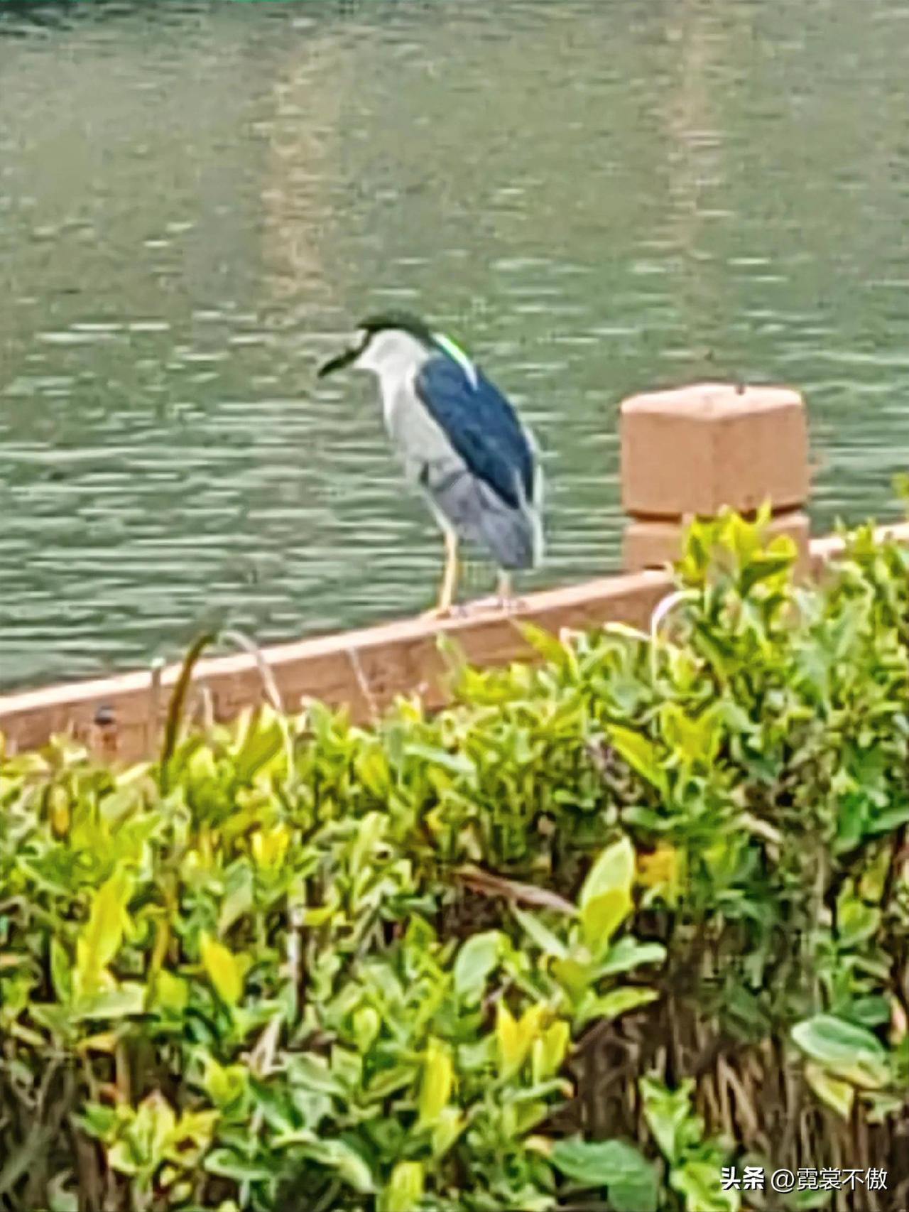 交换一张可爱的水鸟照片今天下午散步拍到的。