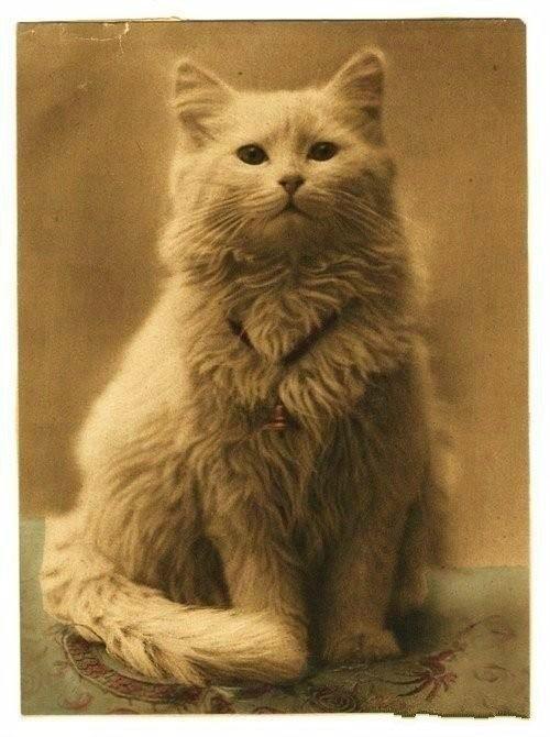 是世界上第一张猫片，1880年！