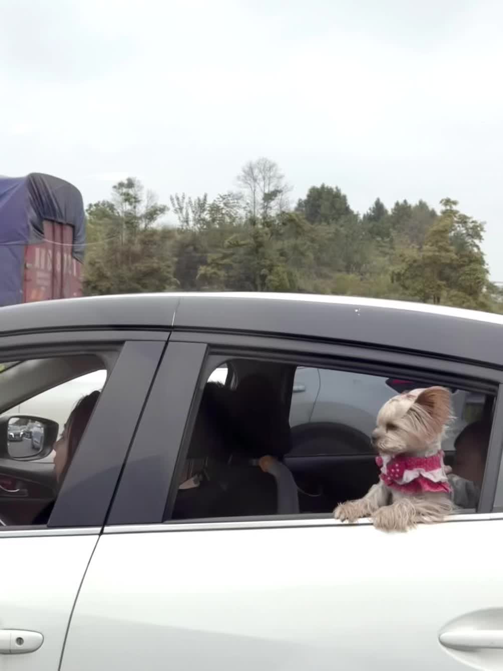 头手伸出窗外，记1分，罚款300！