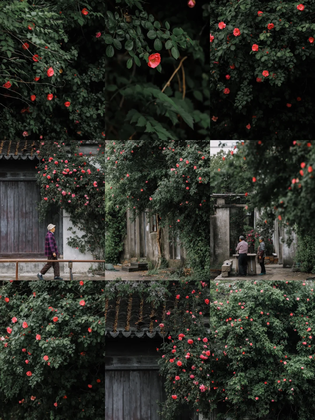 苏州蔷薇开在我最向往生活的地方~