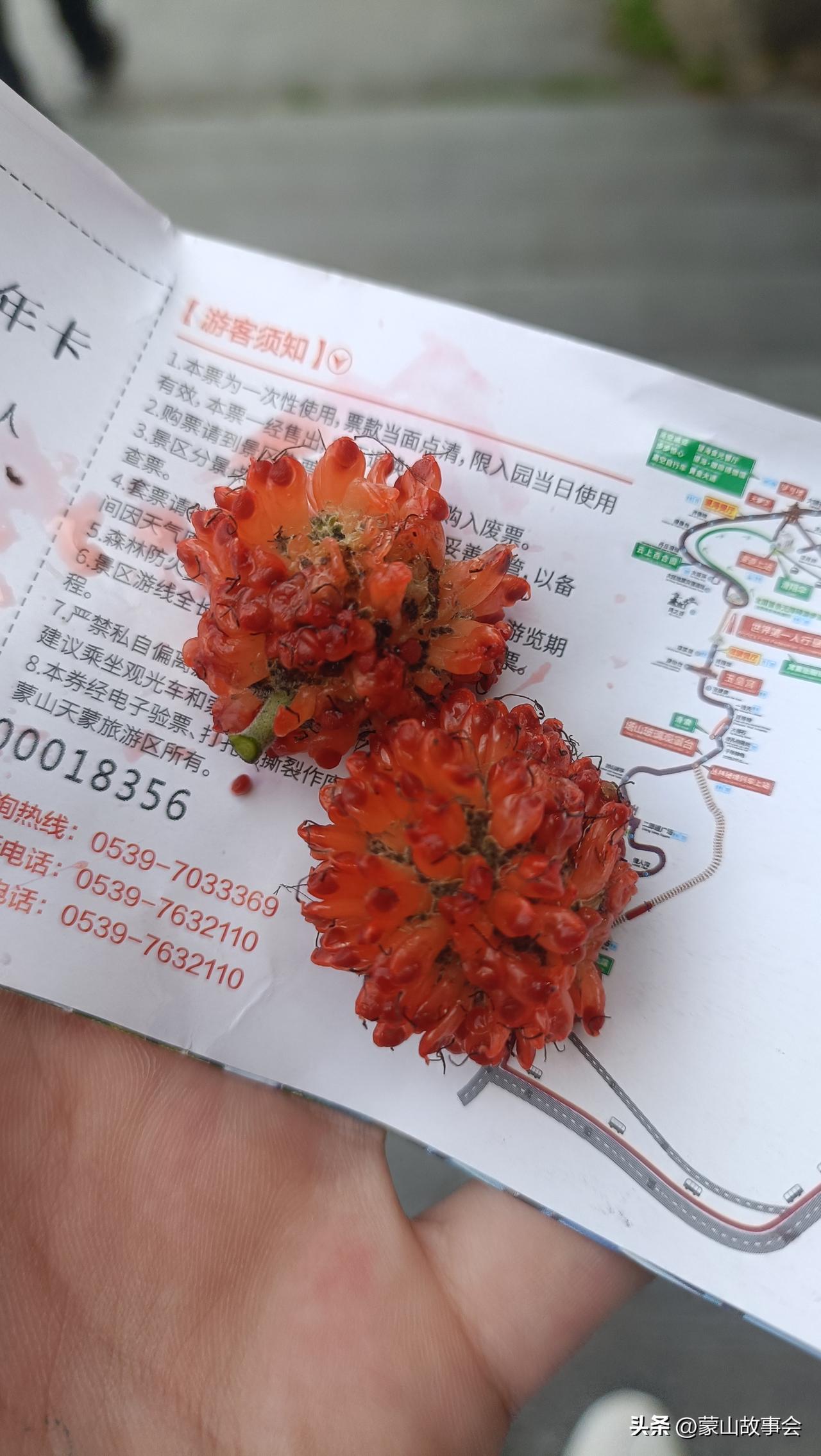 这东西可以吃吗？昨天爬临沂天蒙山，看到一种树叶比较宽大的树上结了一些好看的果子。