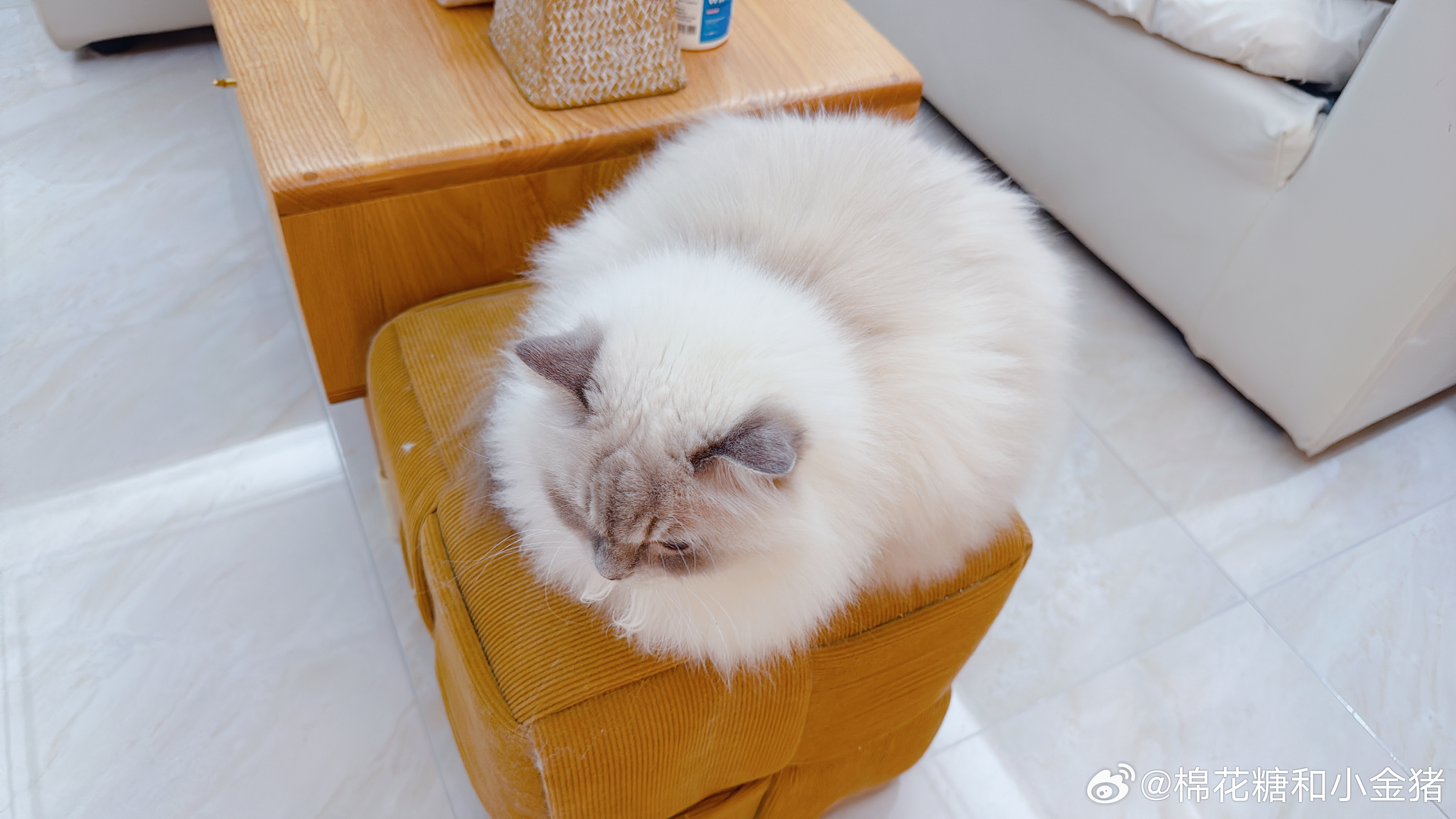 怎么一个个都是球状物…… 