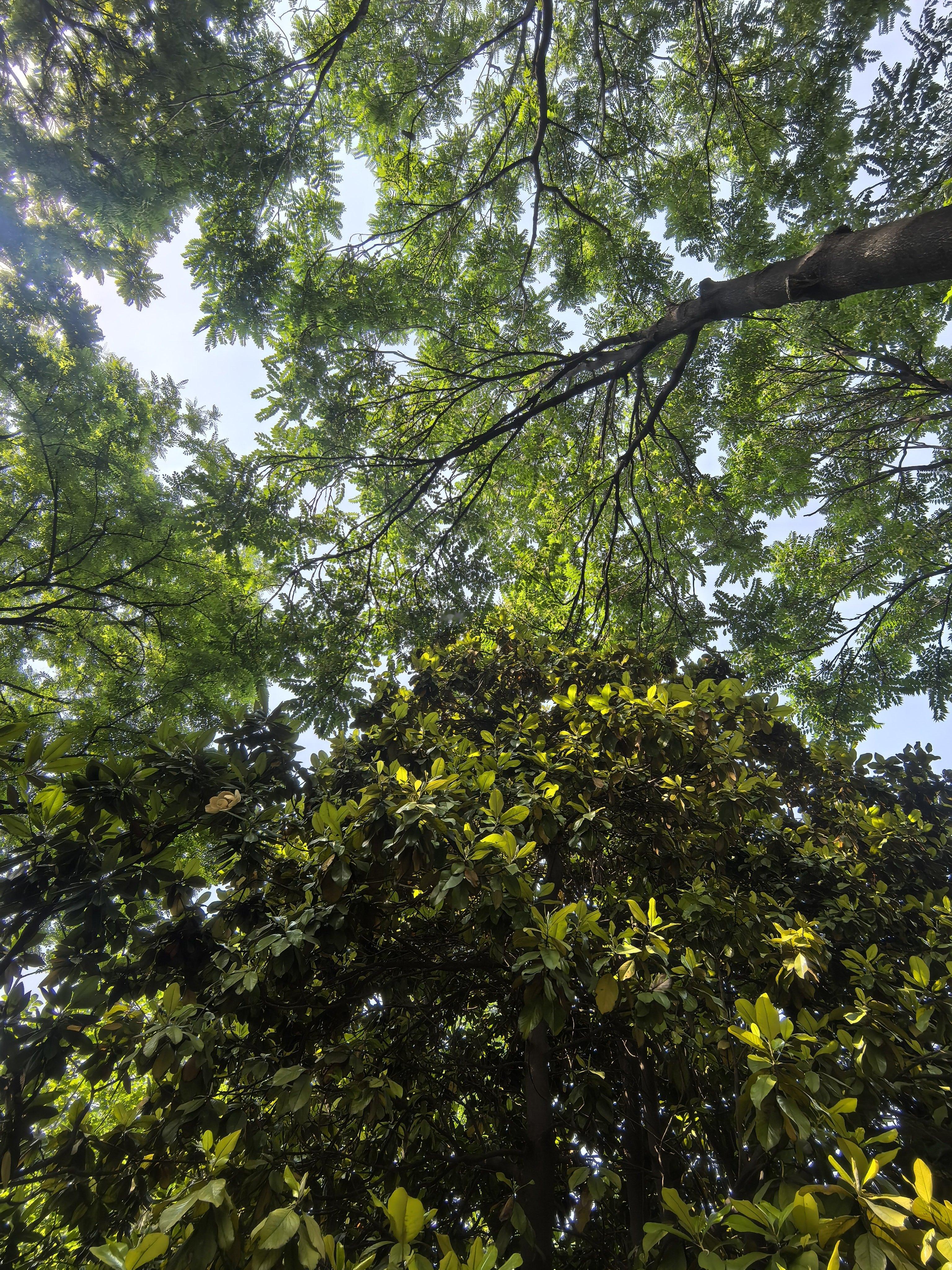 本i人真的很需要每天挤一点时间出来接接地气，天气再热，也要公园里溜达一圈，晒晒太