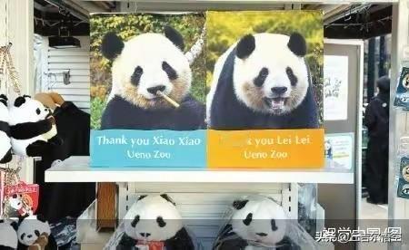 日本将迎“无熊猫时代”？荒唐闹剧引众怒！

旅日大熊猫“晓晓”和“蕾蕾”2026