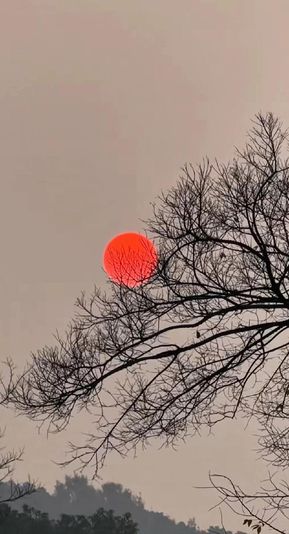 落日余晖，树影婆娑，静谧而美丽。