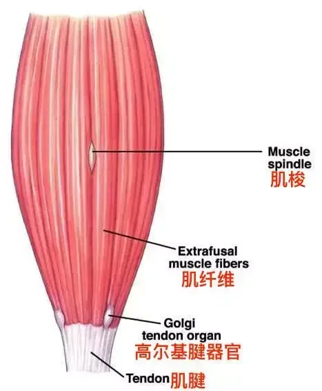 答评论区问题：如何高效拉伸，什么是Met