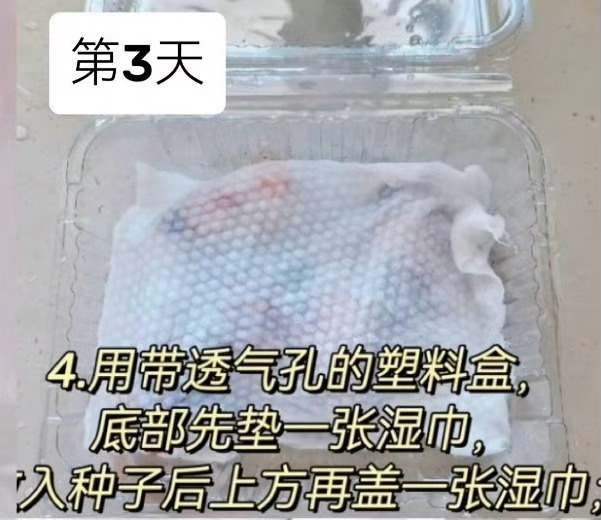 榴莲的种植方法🌱 从果核开始：家庭盆栽版吃完榴莲别扔核，稍加打理就能养出一盆好