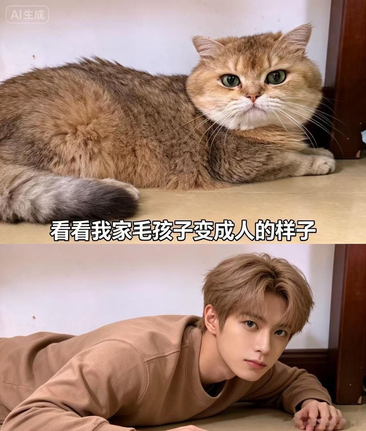哈哈都是帅哥萌宠猫咪