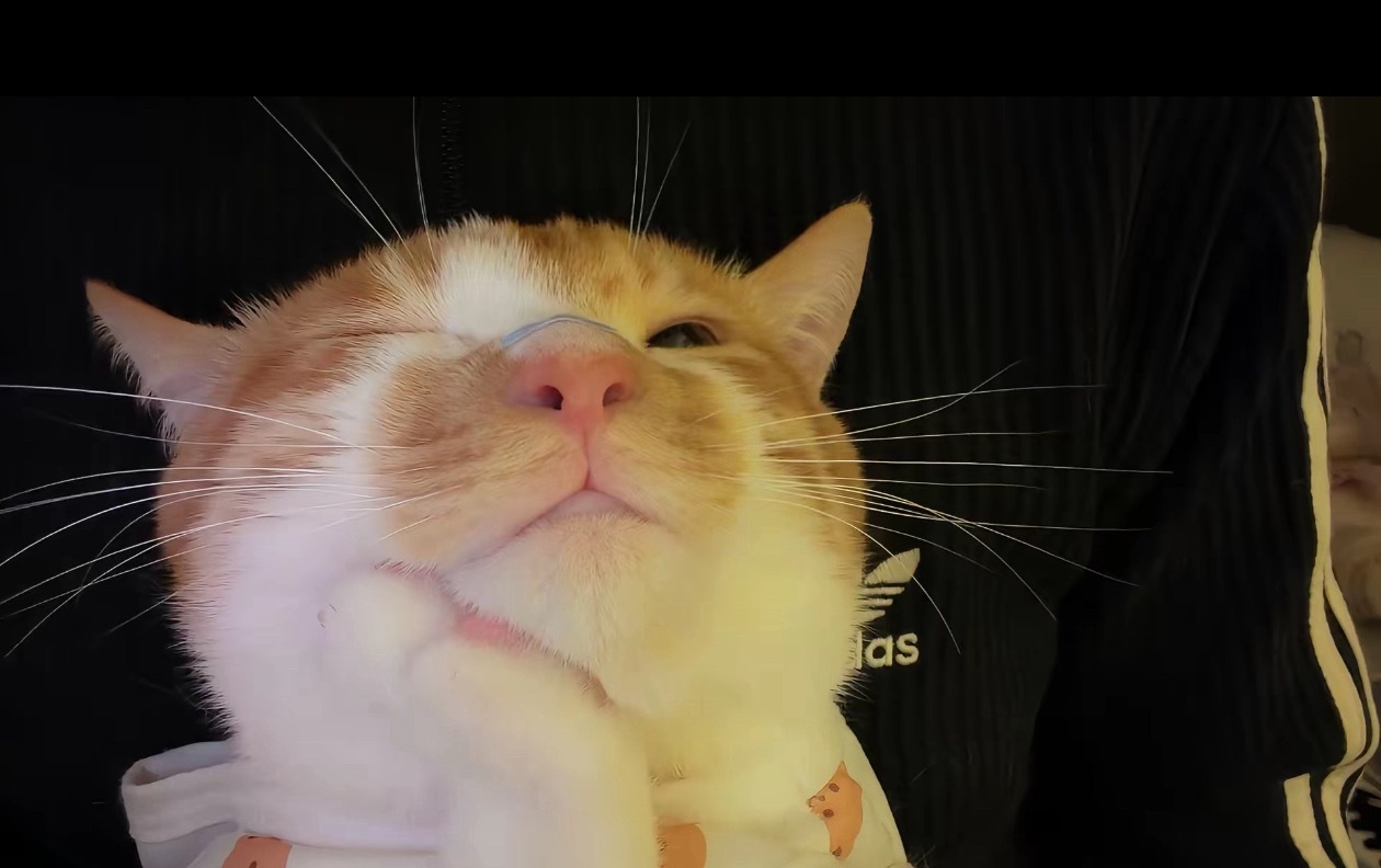 期末考试结束了，猫咪正在幻想美好的暑假生活