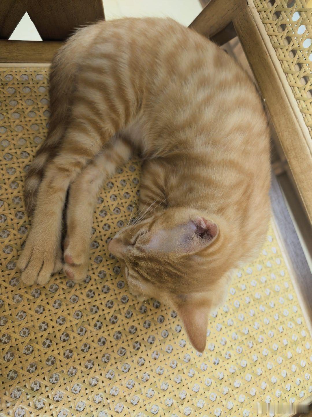 猫崽坐在我背后都睡着了，我还在加班[笑cry]夜猫子是我[笑cry]猫崽虽然仍然