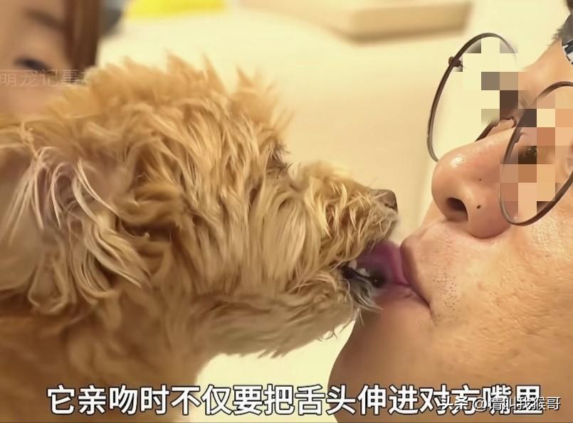一女子称自家的狗跟人接吻上瘾，特别是跟自己的老公，最长有时候可以亲吻将近半个小时