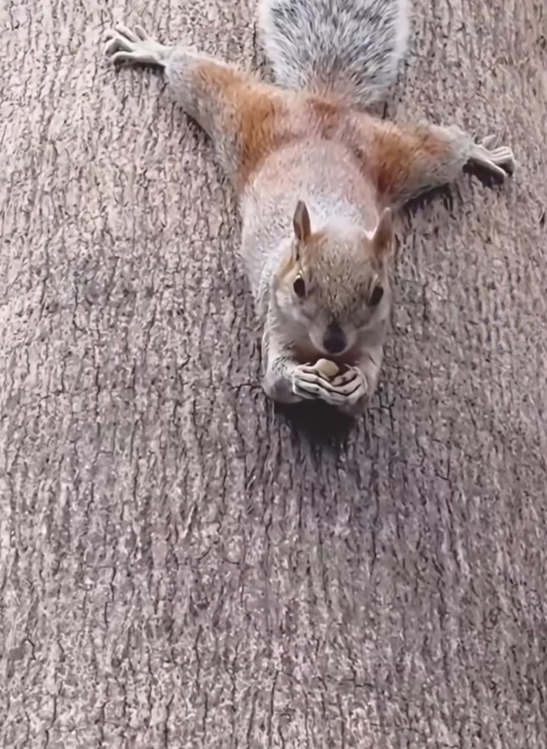 发一张相册里最可爱的小动物好松弛好治愈好羡慕！
