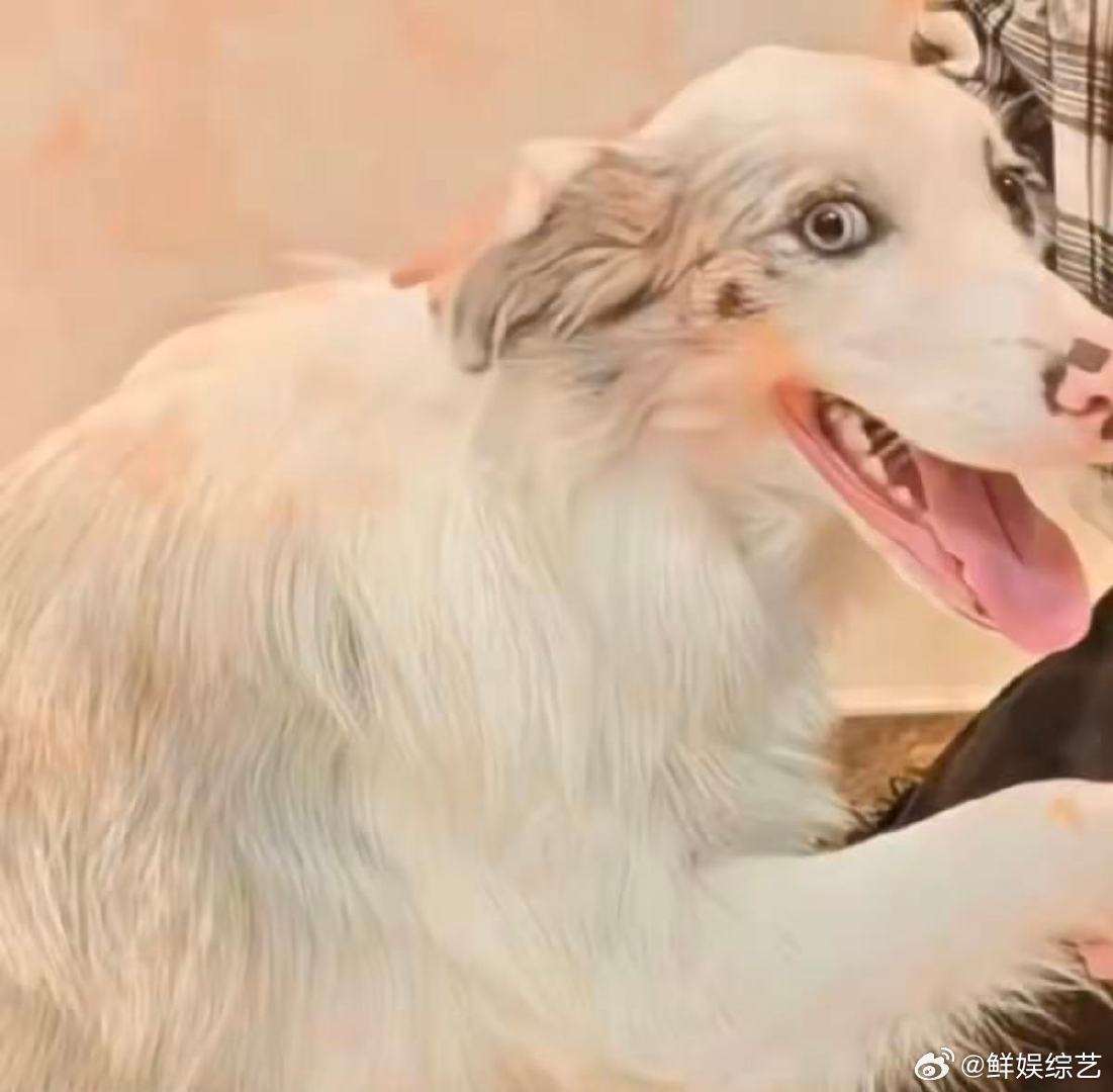 最丑的动物都在时代峰峻了左奇函你是真敢啊！别人带宠物，你带家长，太绝了！ 