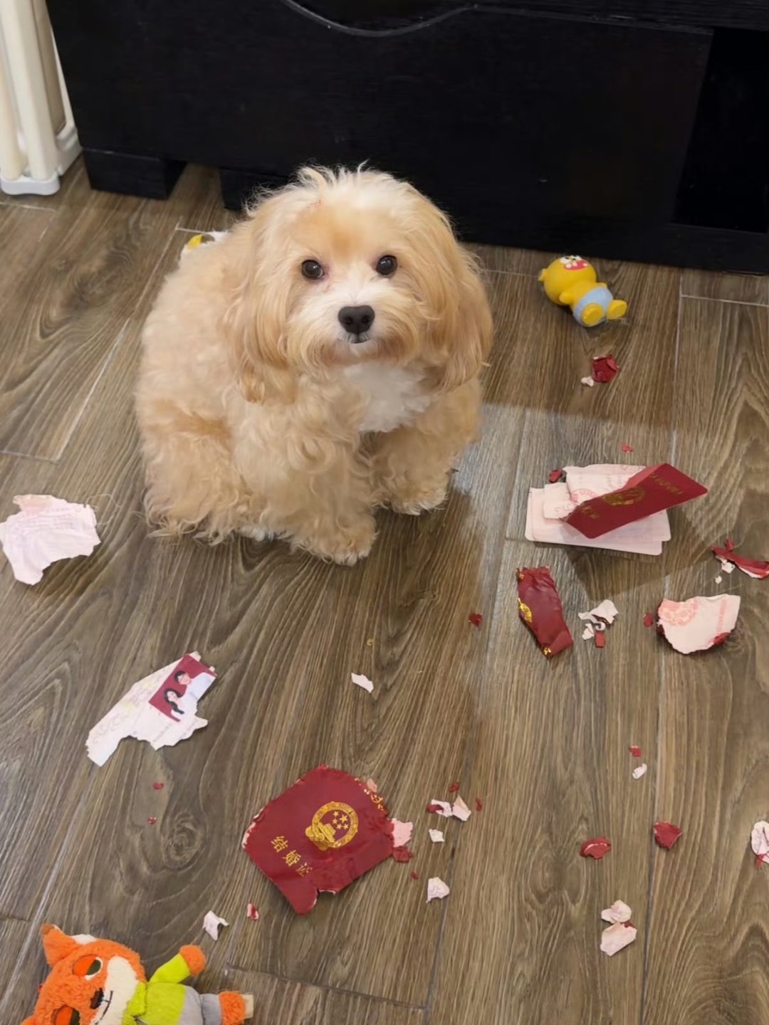 领证第二天结婚证被狗子撕成碎片很多人在单身的时候会对自己的宠物动物比喻成“老公、