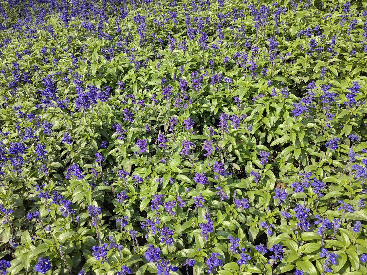 分享一张花开的照片路边随便拍的，很好看。