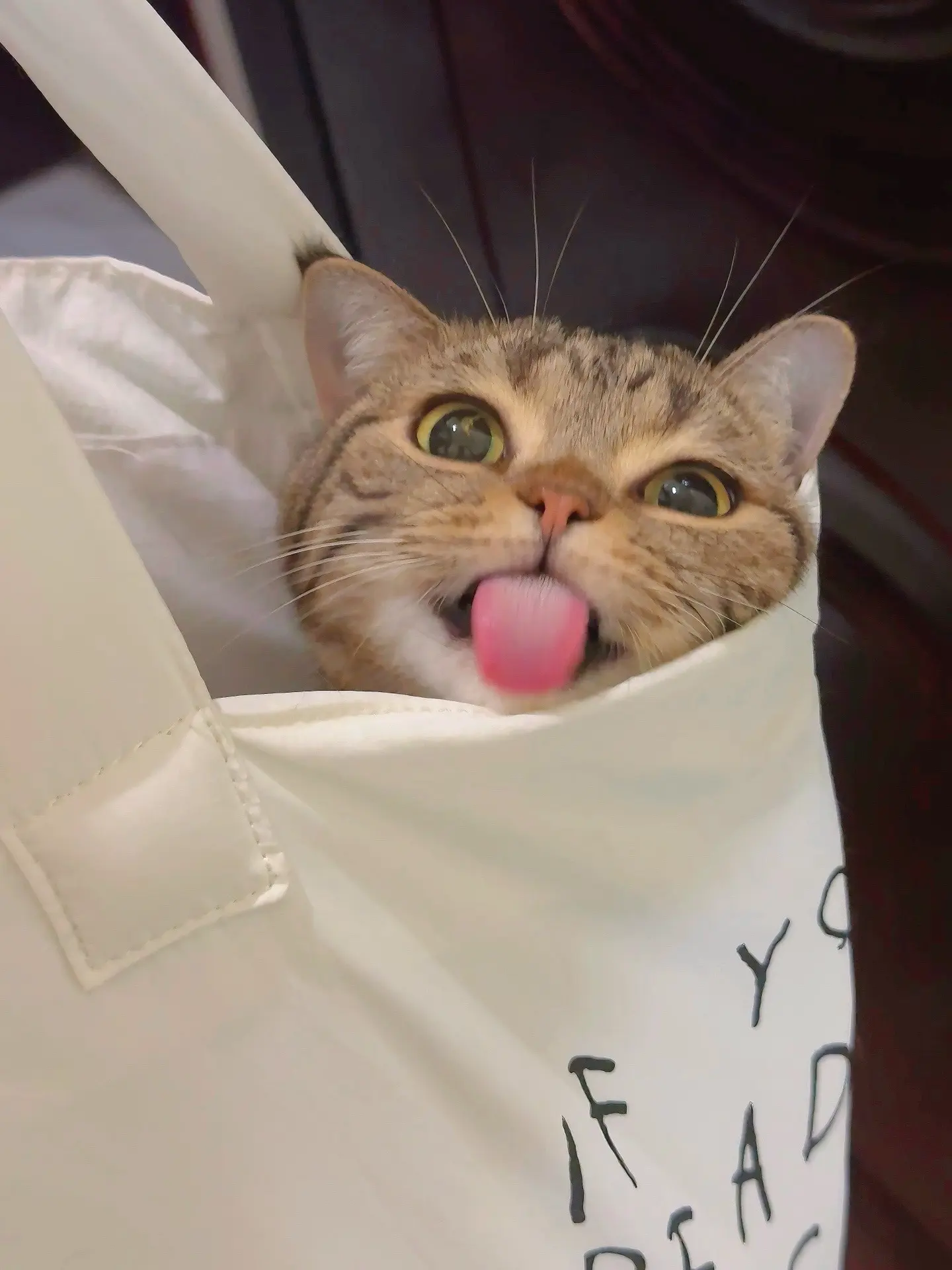 带小猫子出去玩咯！这也太可爱了吧！