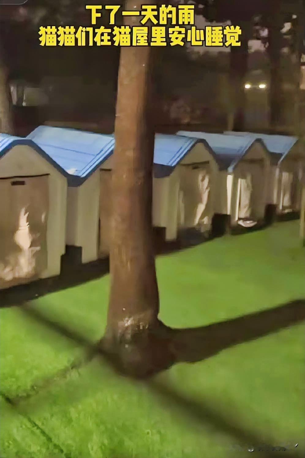 雨淅淅沥沥地下了一整天，夜幕悄然降临，此刻，糗糗庄园里的流浪猫们，竟拥有了温暖且