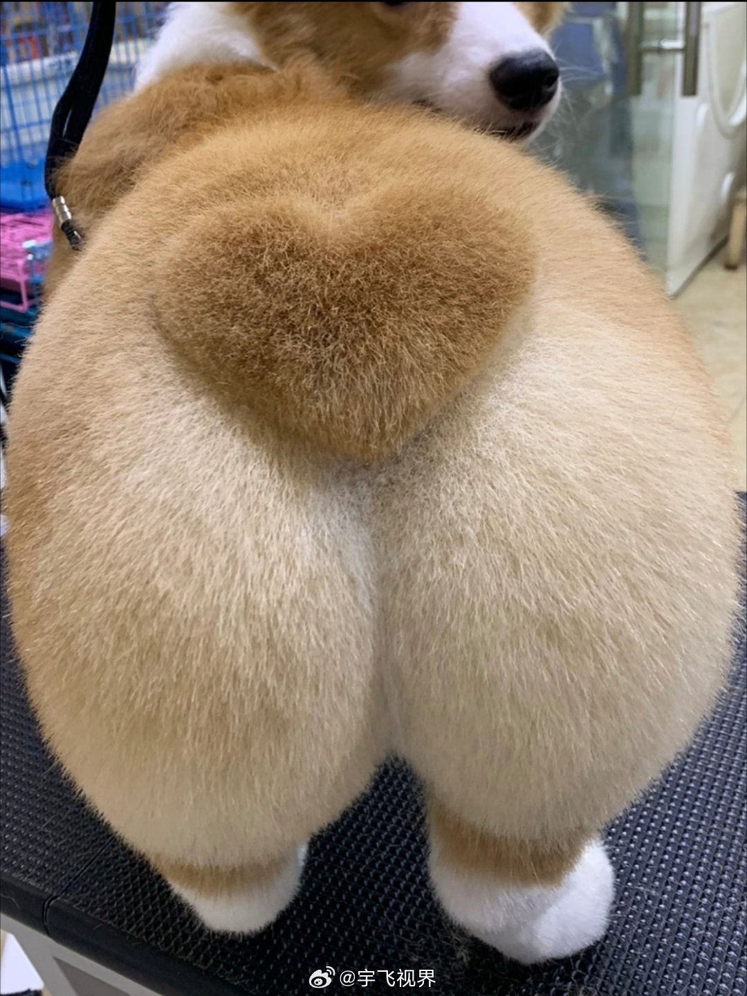 点赞发红包10个🫵🏻🧧今天是国际柯基日🐶！短腿大屁股的柯基宝宝们太治愈啦