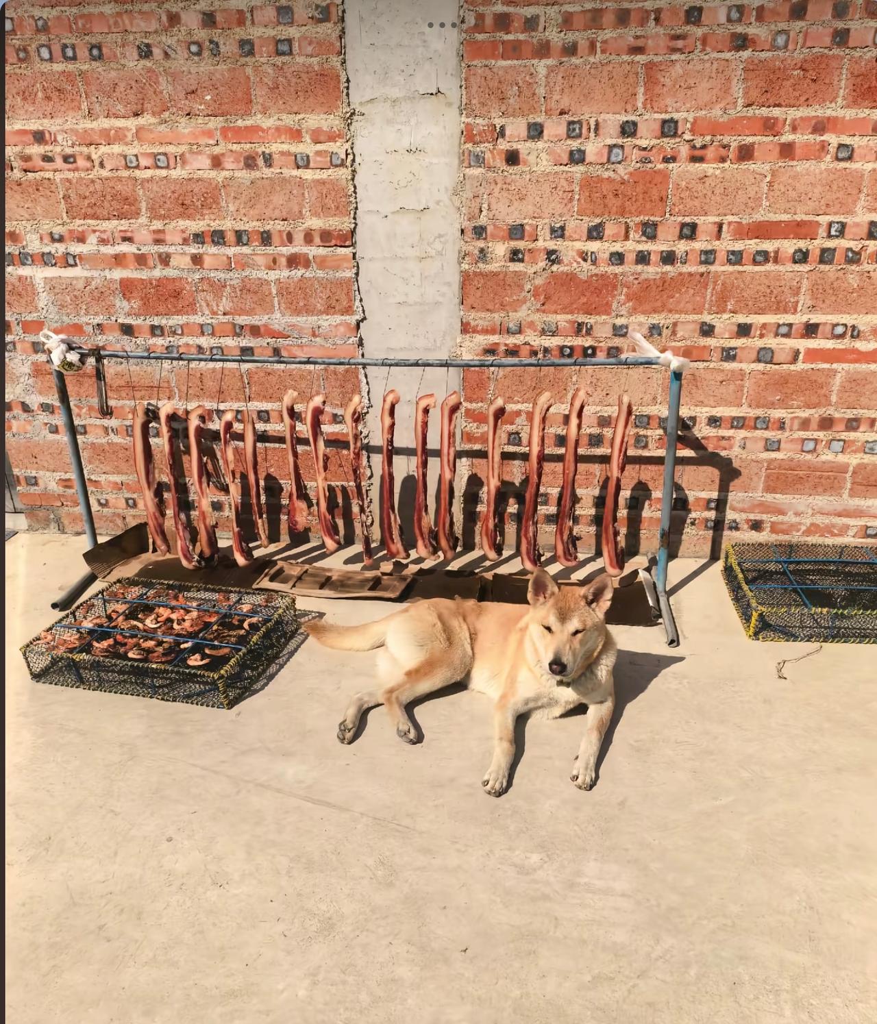 “太有灵性了！”广东，一女子在院子里晾晒腊肉和虾仁，特意支起架子防止老鼠偷吃，还