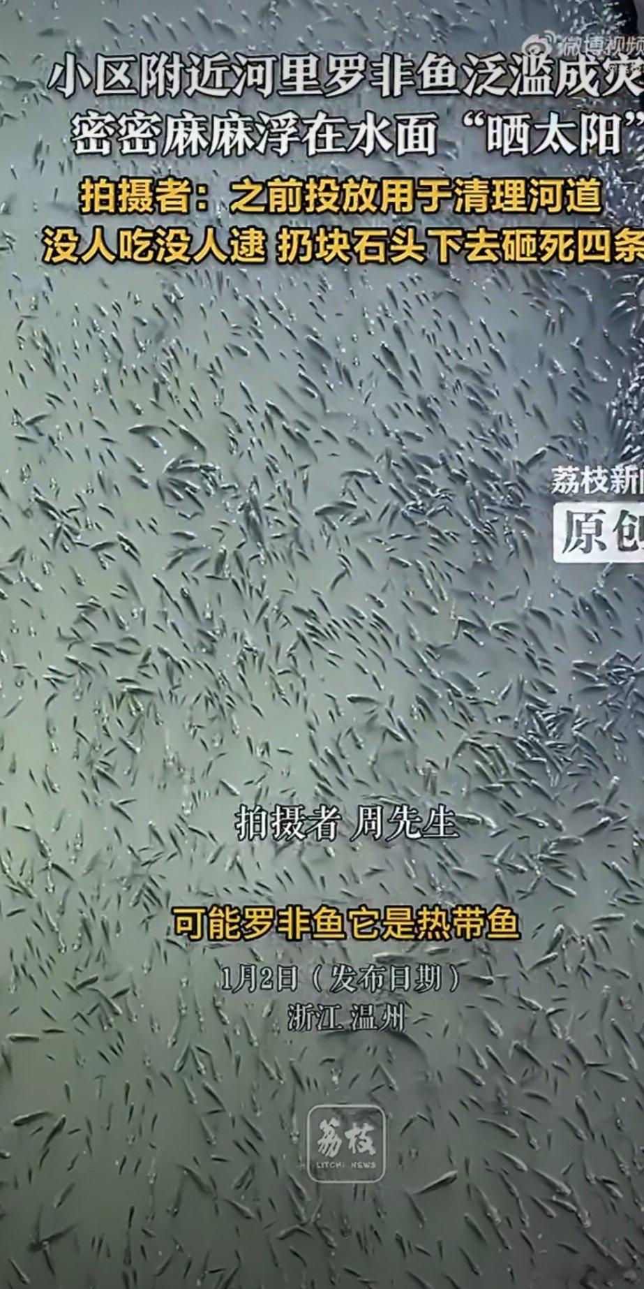 温州一河面密密麻麻全是罗非鱼我有密集恐惧症，真看不了 不是 罗非鱼还挺好吃的啊，