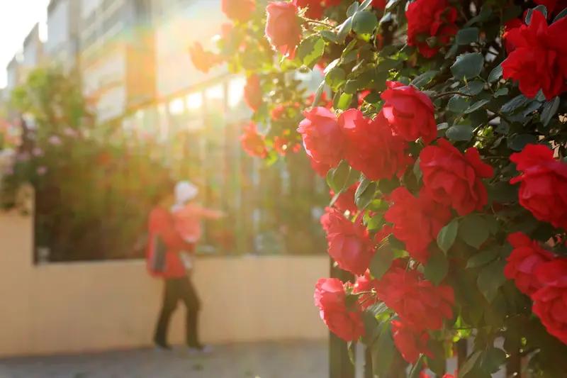 下联：柳绿醉清风，求上联花红映暖日；