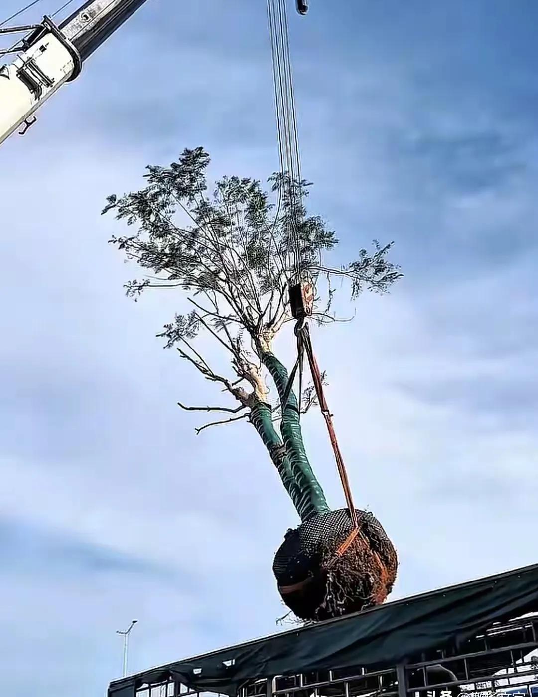 别再以为奥运冠军的家人只会接代言了。
全红婵的父亲，砸掉村头废弃商店的旧招牌，亲