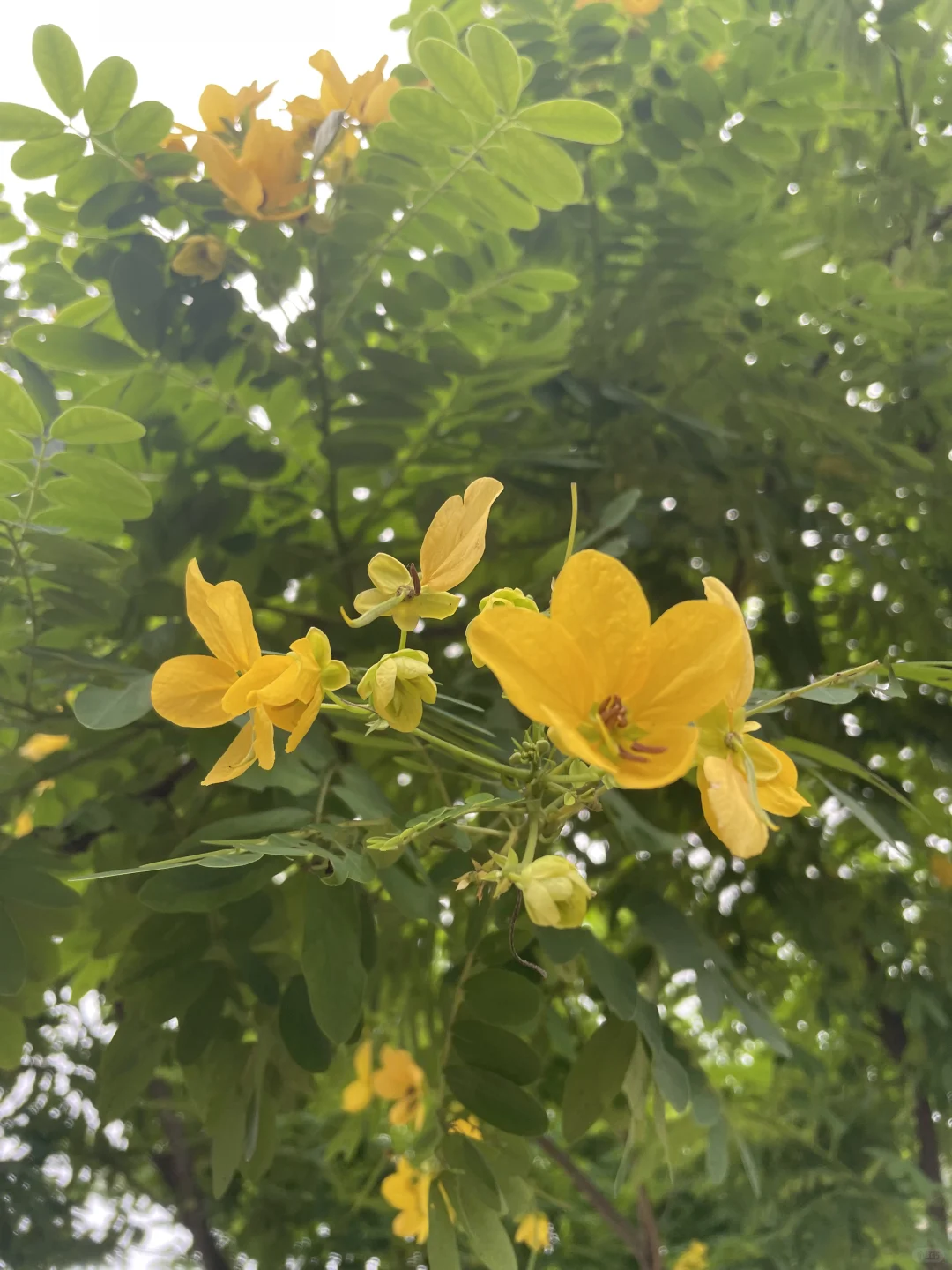今年红枣、桂圆、牛奶能少吃就少吃。