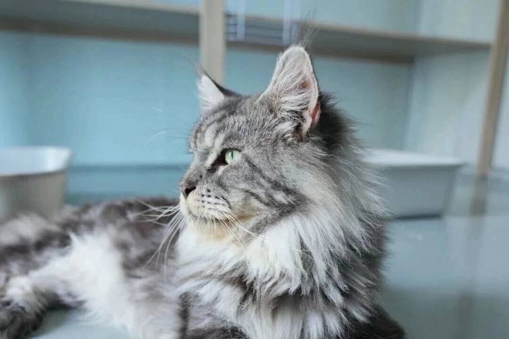 布偶、英短、金渐层……桐庐“喵星人工厂”火了