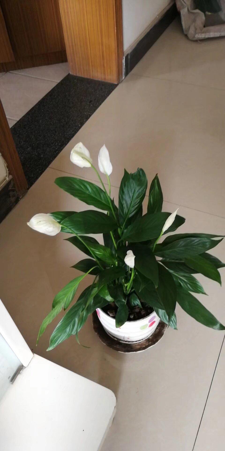 要过年了，买了几盆花。
今天是2026年2月3日，农历腊月十六日，天气晴，气温略