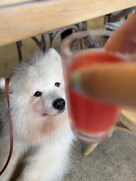 🙏萨摩耶夏天脸毛发红怎么解决呀？