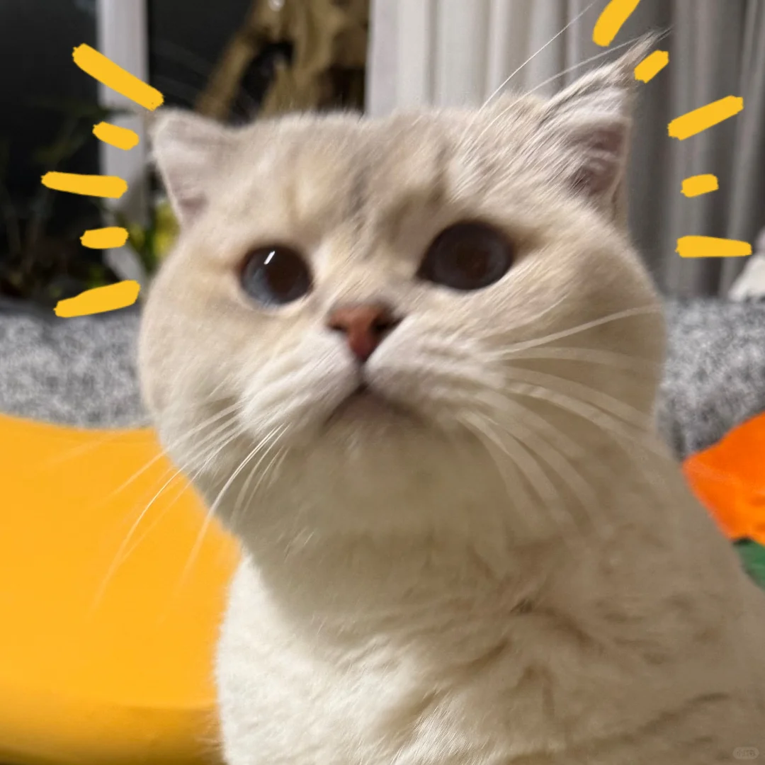 申请做 ee 的新头像