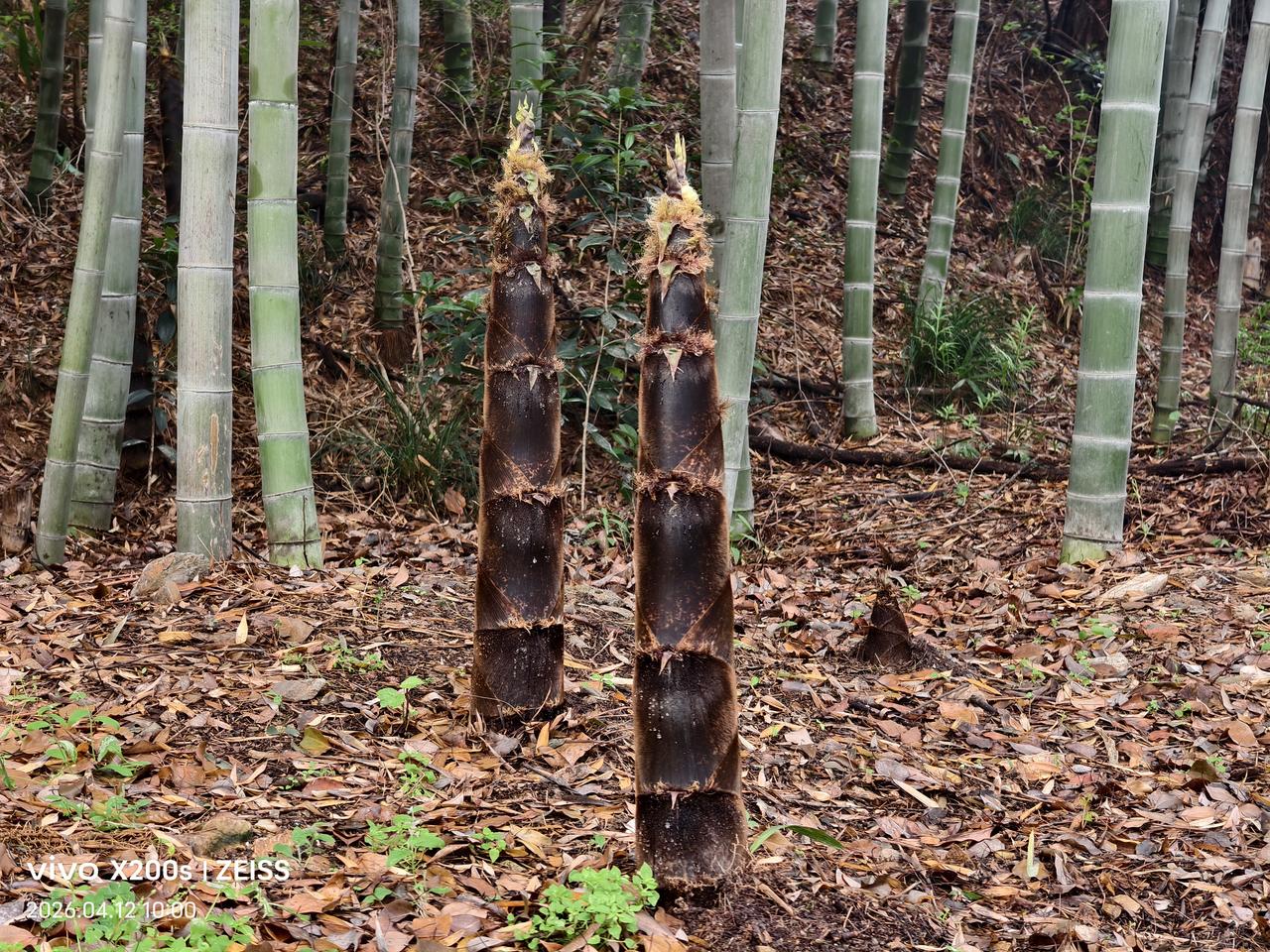 今年春天最想实现的心愿想用自己的双手，采摘春天树上地上破土而出的各种野蔬。
