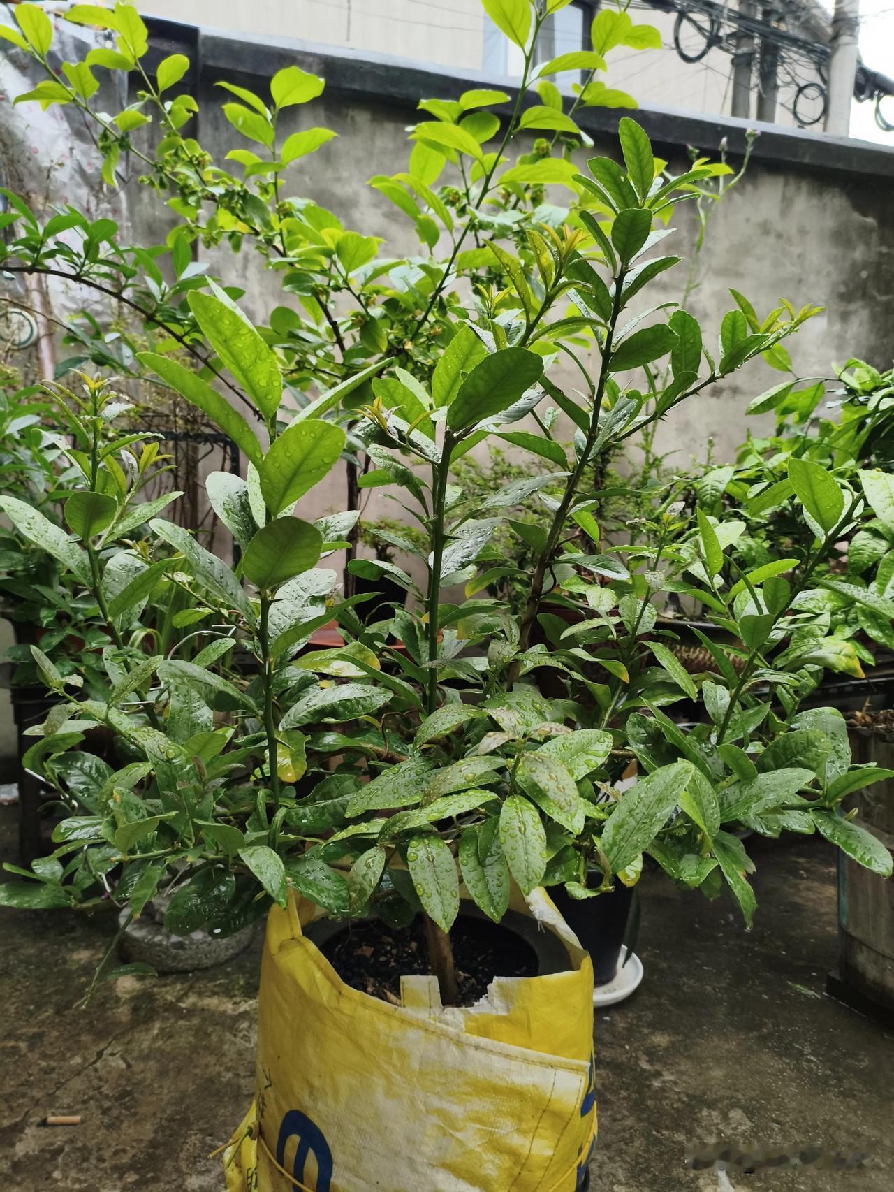 《柠檬独生果》
       我这棵柠檬盆景，上次拍摄时那过冬的果子还只有一点点