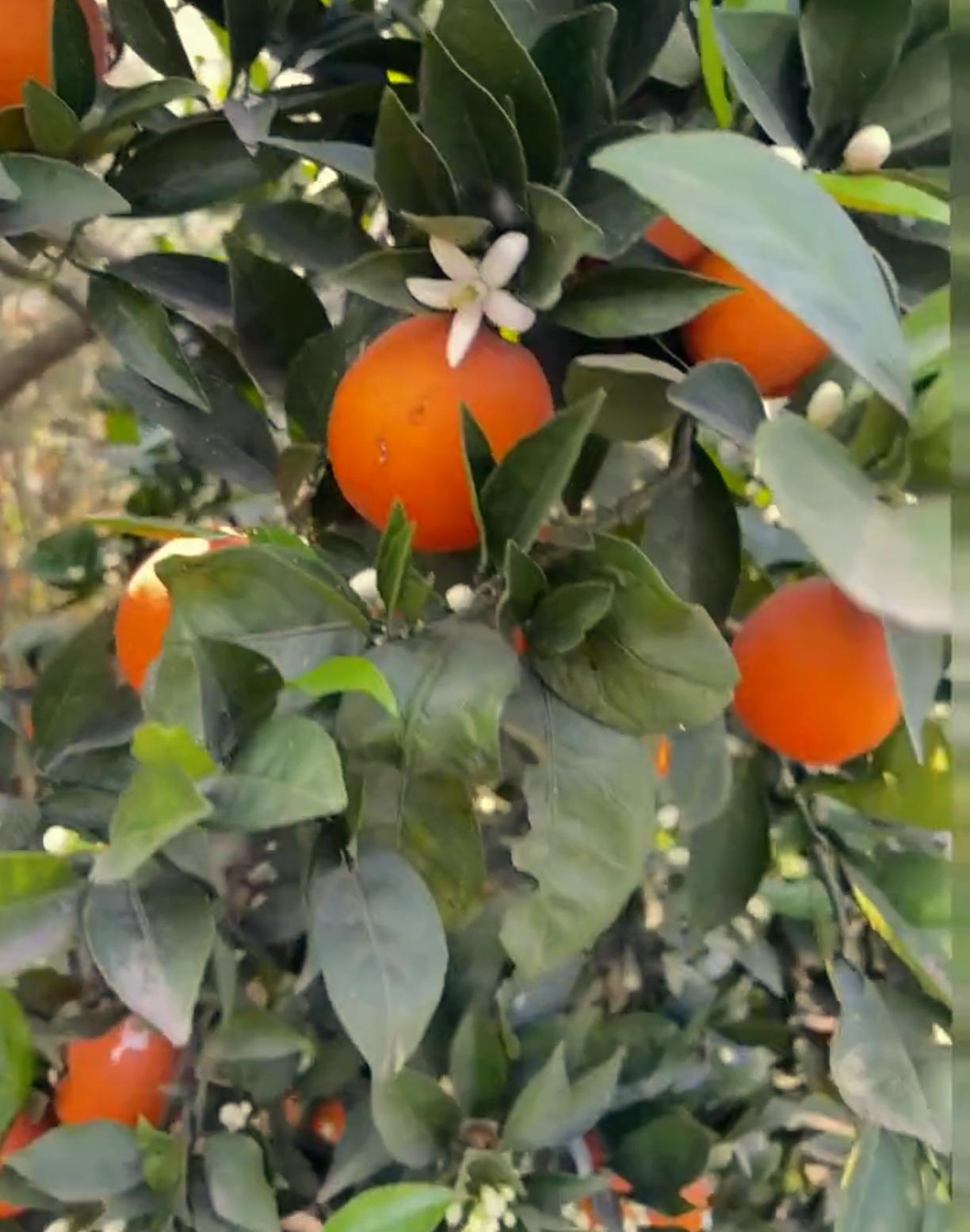 据说秋天请假了，让春天代班，前两天搞的很多地方本来该春天开的花，竟然在10月11