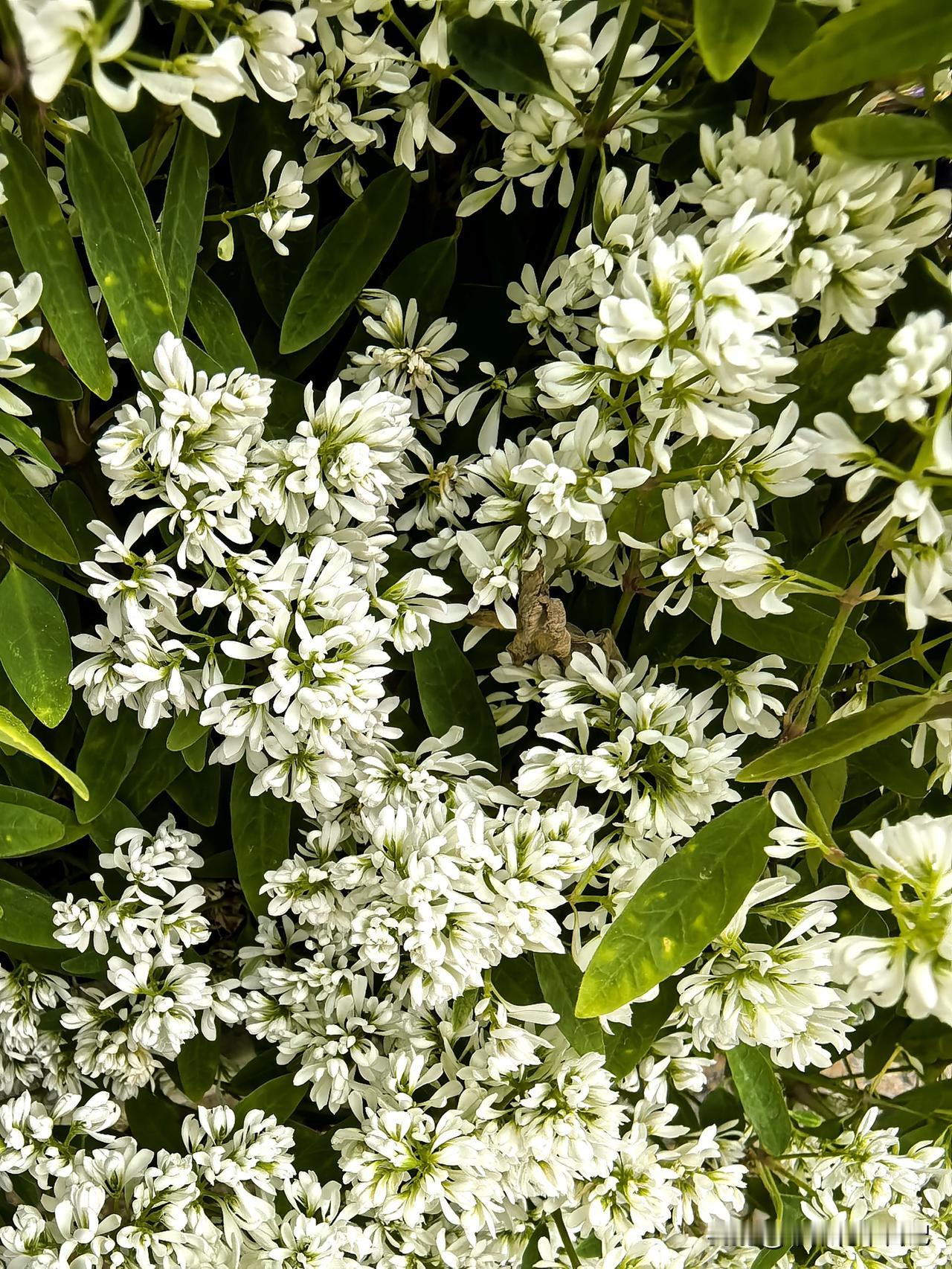 人间四月芳菲尽
清明时节雨绵绵
白花茗茶念先祖
珍惜当下莫自怜


清明节气感悟