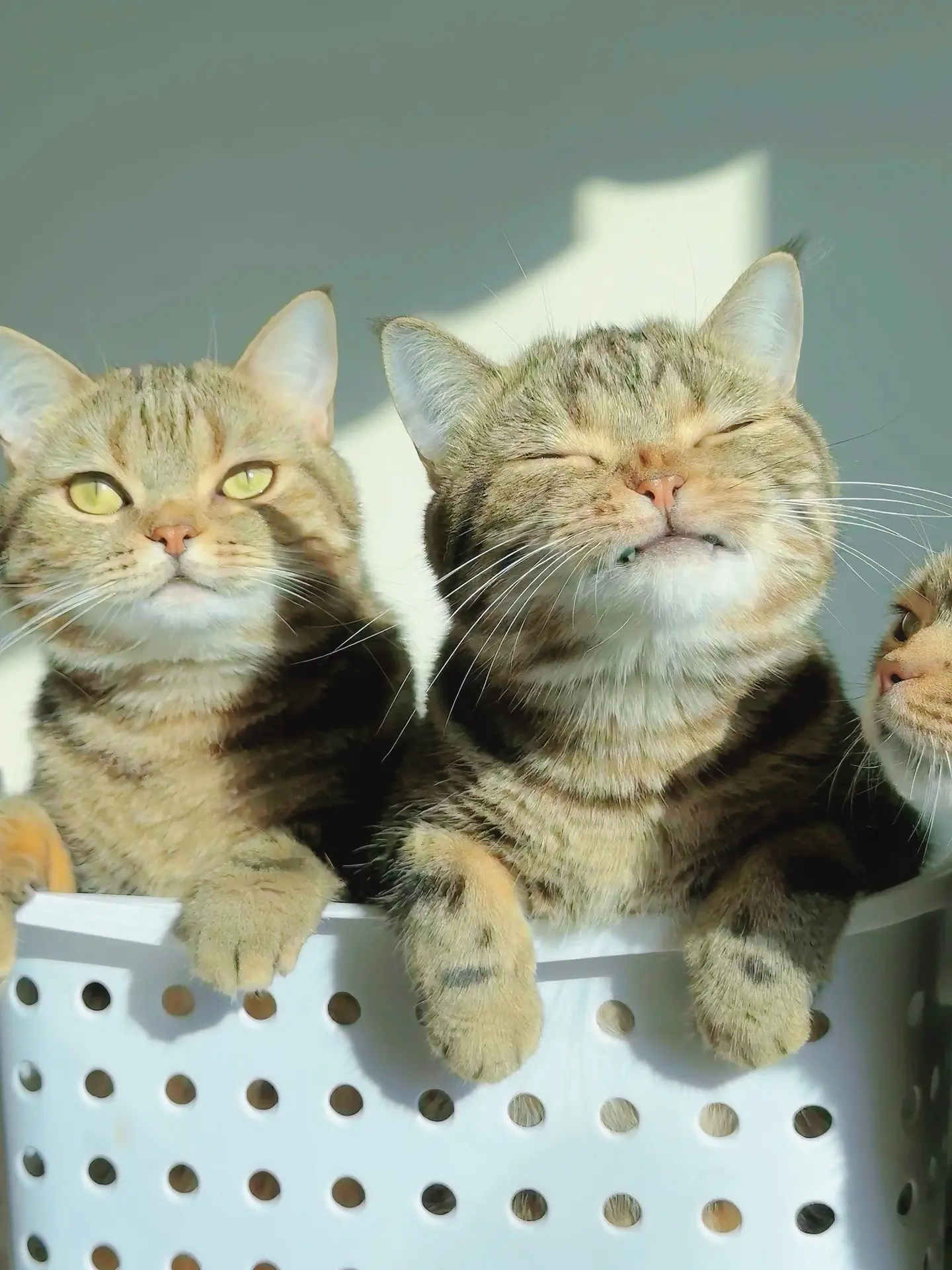 有趣的猫。