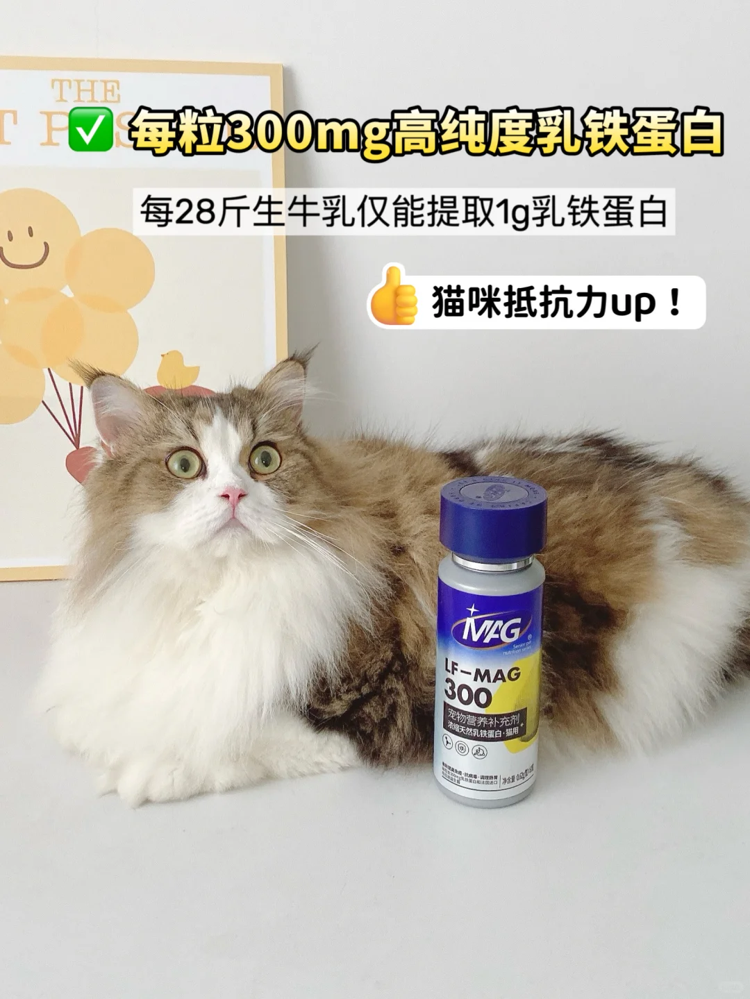 换季不做脆皮喵，乳铁蛋白顺利爆改！