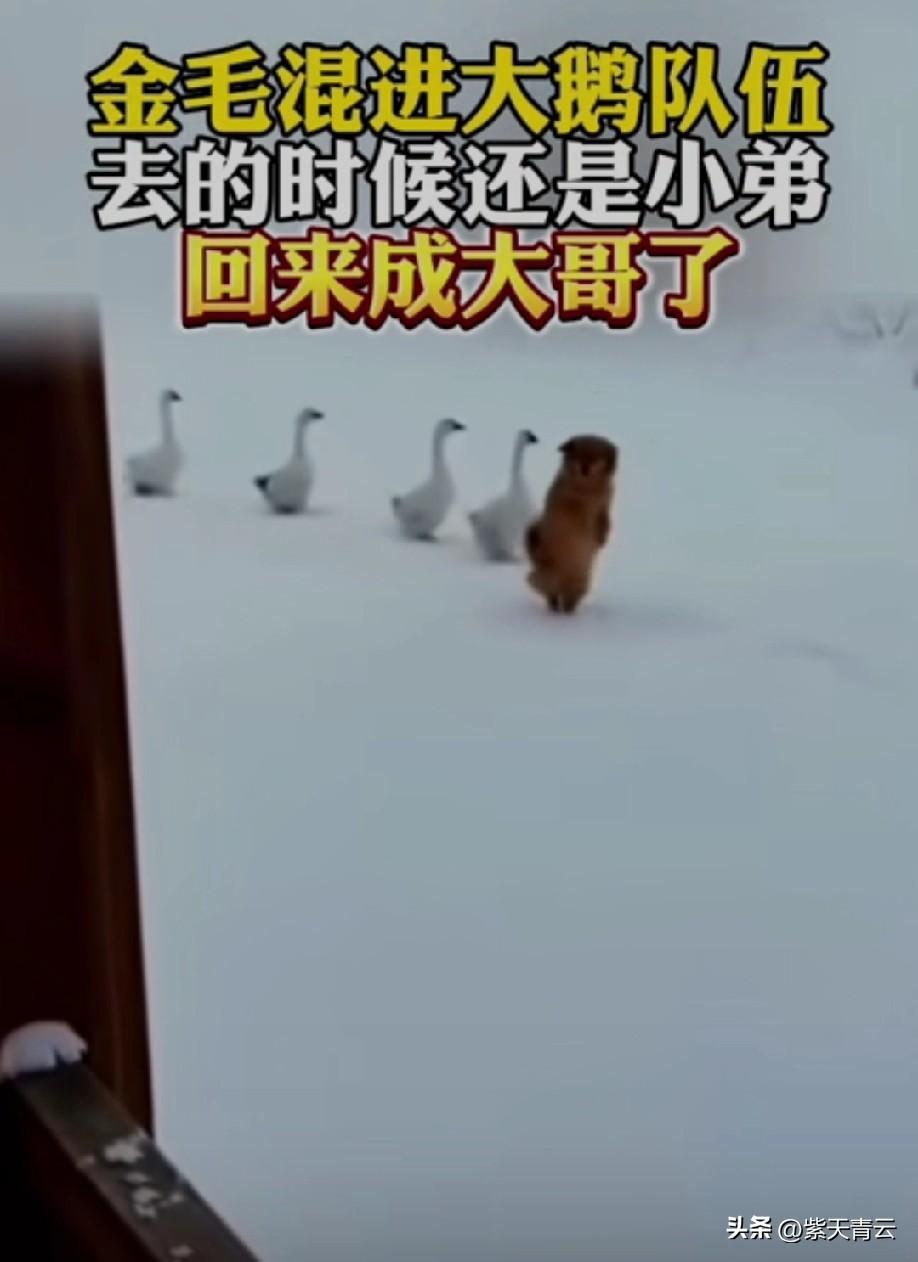 打进鹅群内部了？[what]
出去时狗狗祟祟
回来时就成老大了[偷笑]