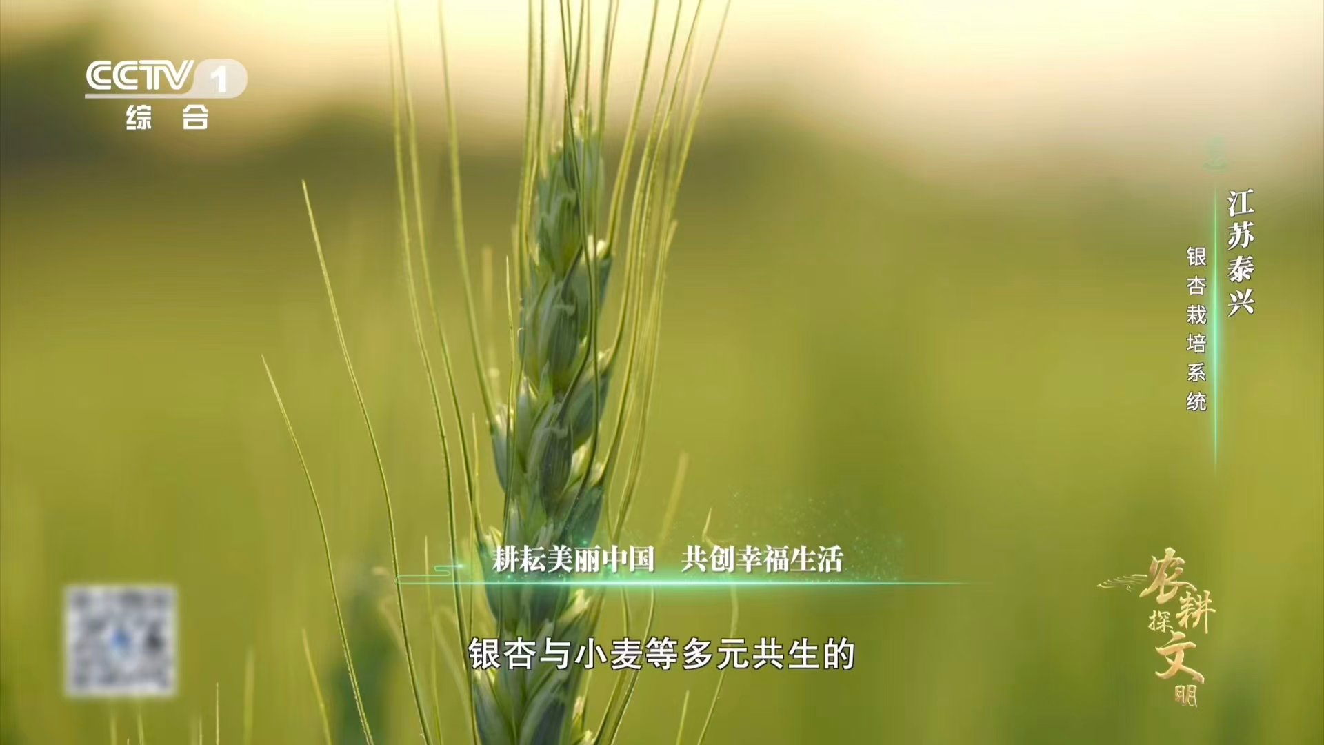 喂了银杏果鸡肉更鲜了 江苏银杏林下藏着立体农场  江苏泰兴将银杏林变为立体农场，