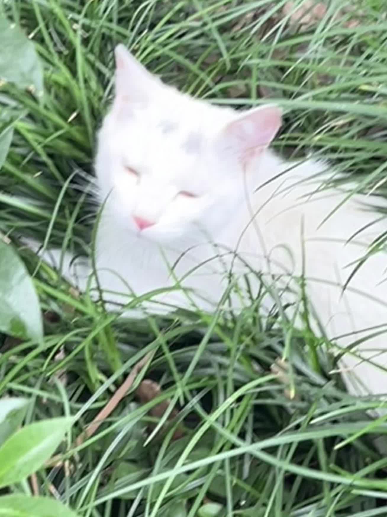 寻猫启示 小公猫 叫点点 刚做完绝育一个月 四天前走失 是店里放养的 ...