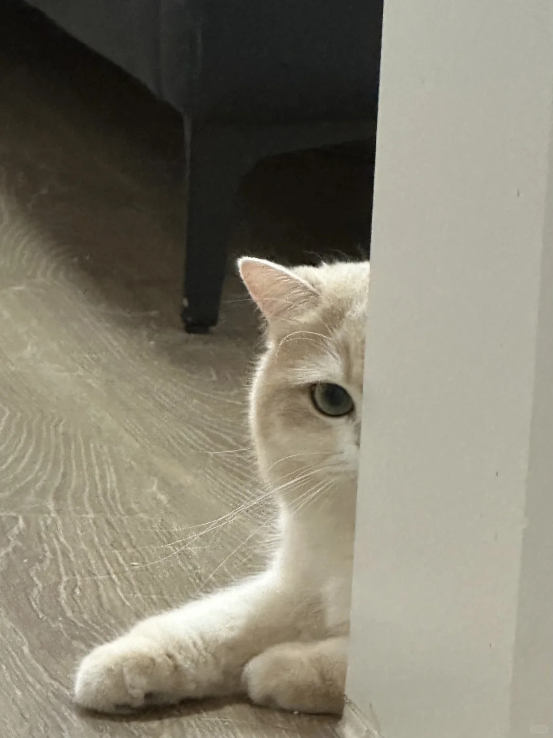 被猫暗杀的概率很小 但绝不是0！